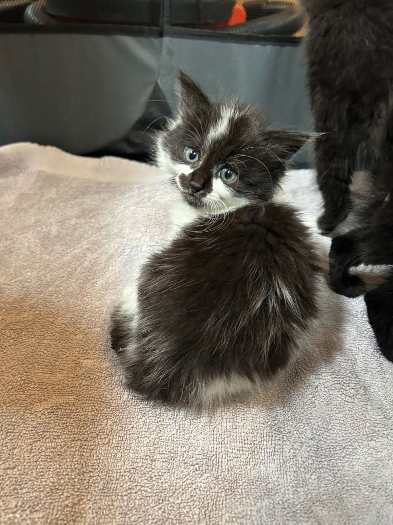  4 beautiful family reared kittens for sale 