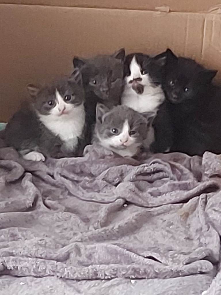Beautiful semi long haied kittens