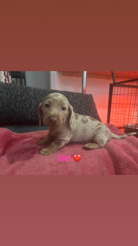 🩷🩵 5 Beautiful Miniature Dachshunds Ready to Leave to their new homes very soon ! 🐶🏠