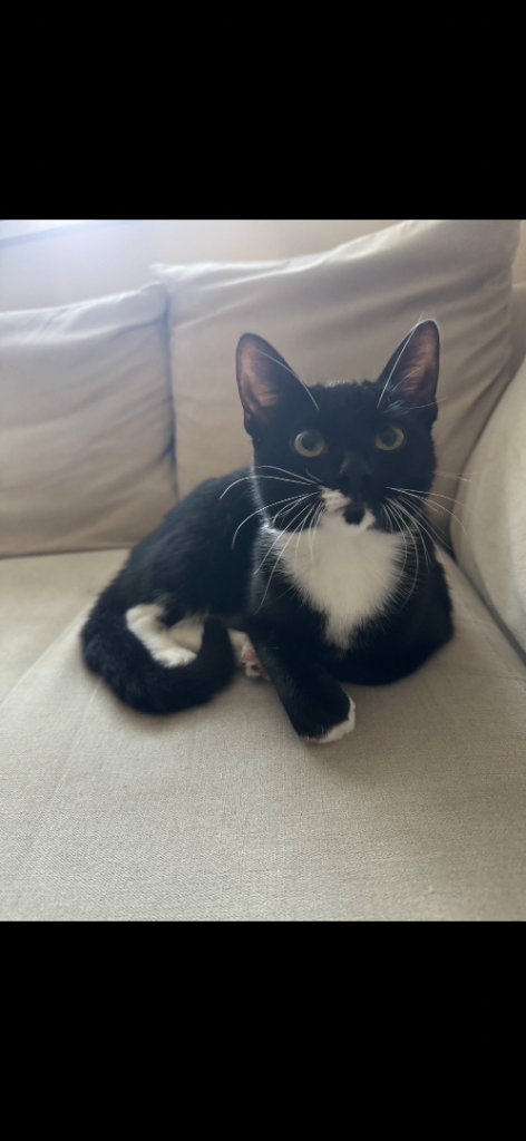 Kitten 