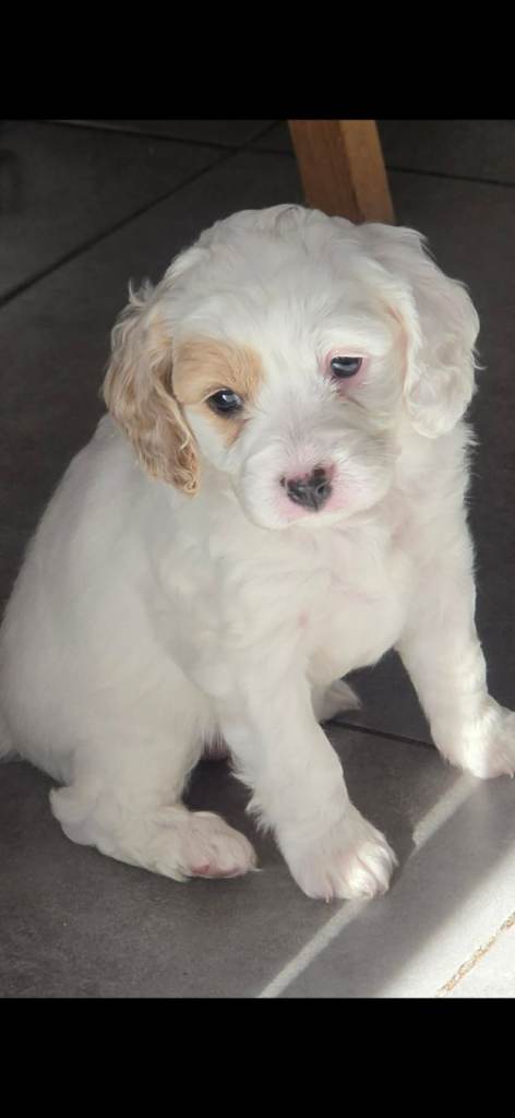 Cavapoo Puppies 