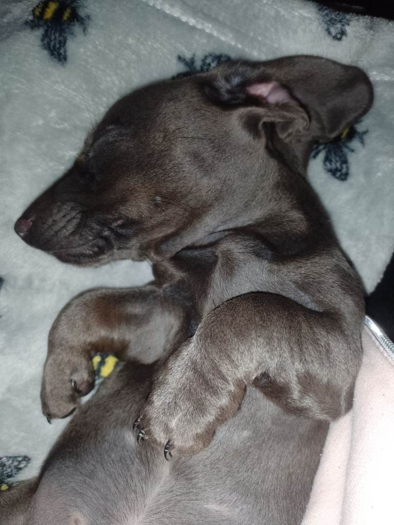 Miniature shorthaired dachshund 