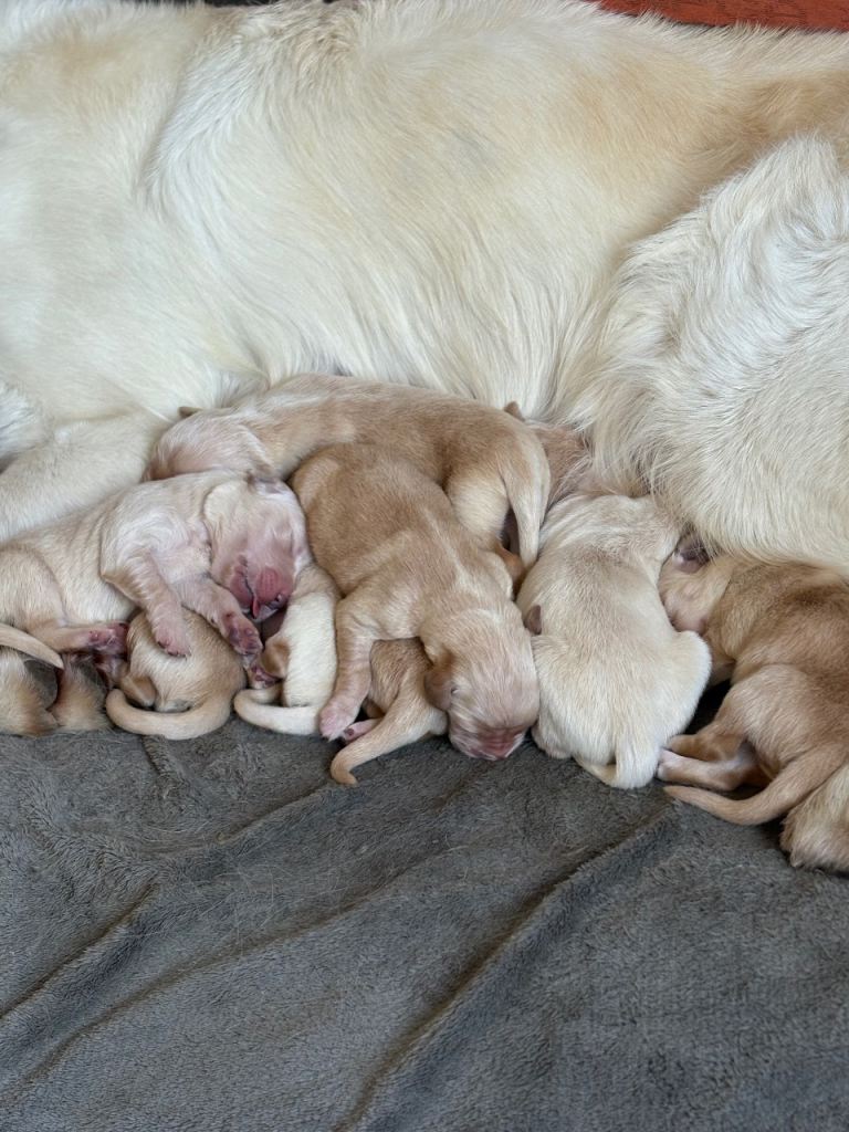 Golden retriever puppies