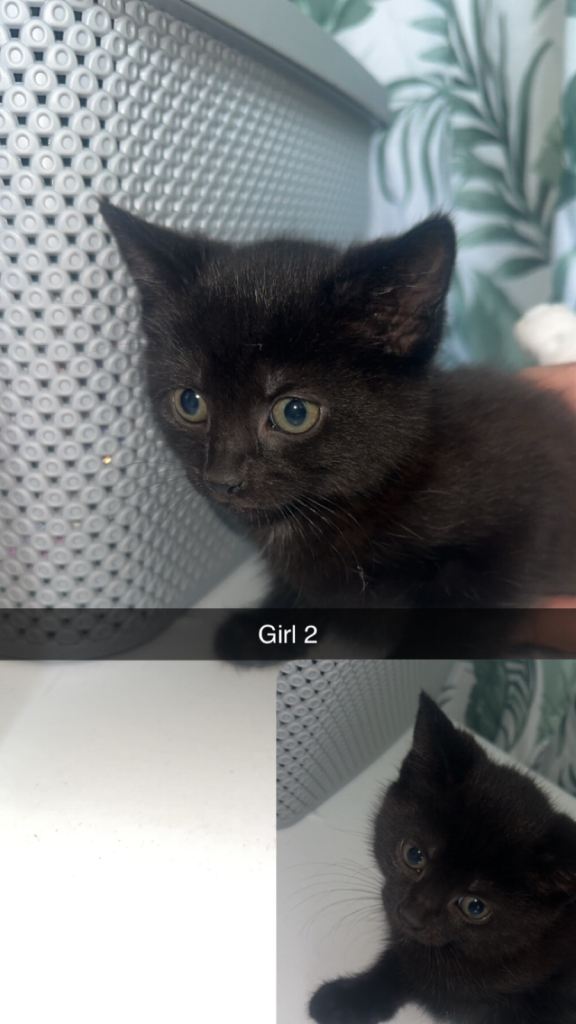 Bombay kittens