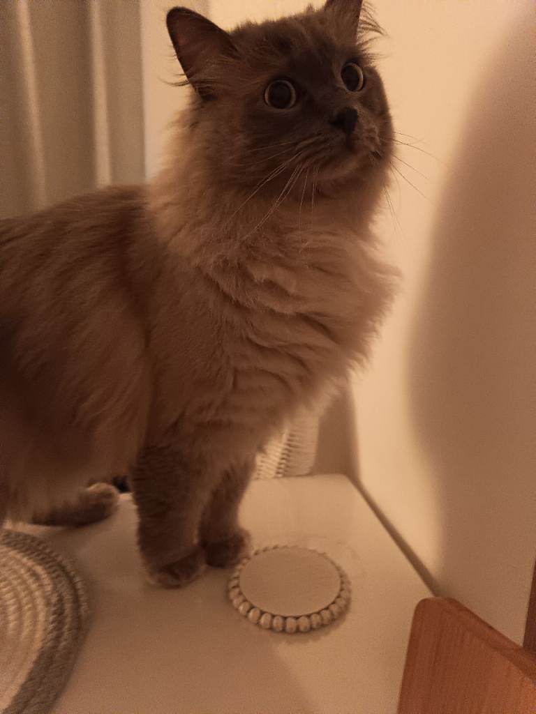 Beautiful Ragdoll male ♂️