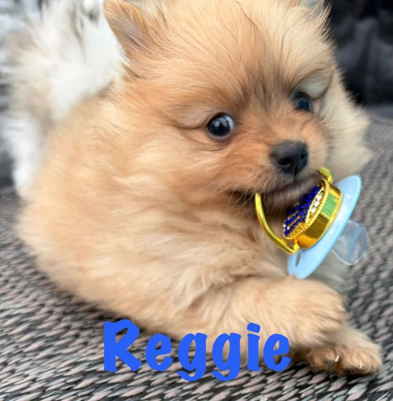 Pomeranian Puppies Ready To leave now *only 2 boys remaining*