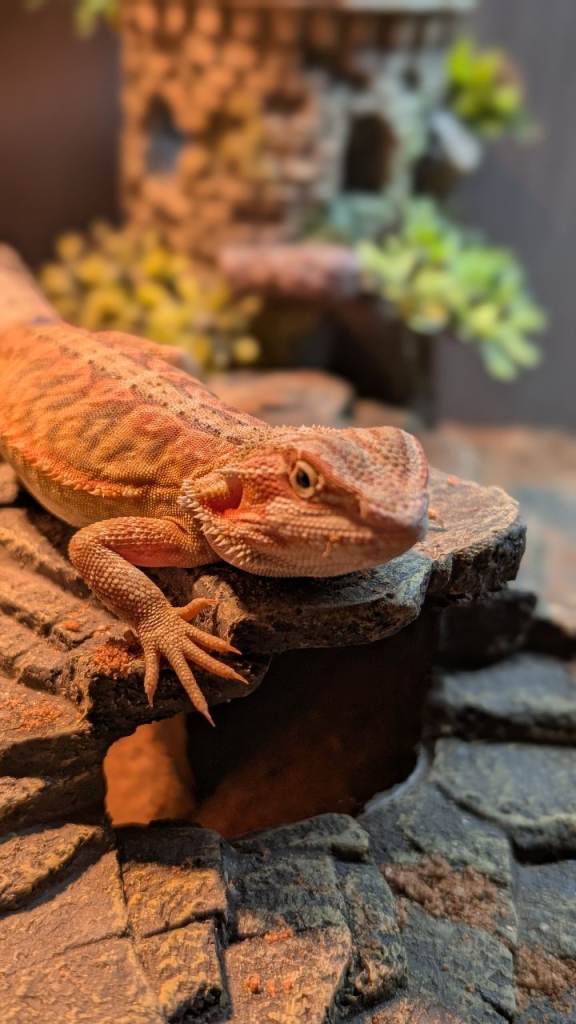 Beautiful Young Bearded Dragon for Rehoming