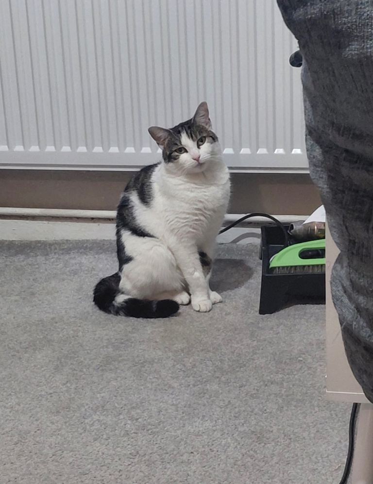 Female White and green 2 years 