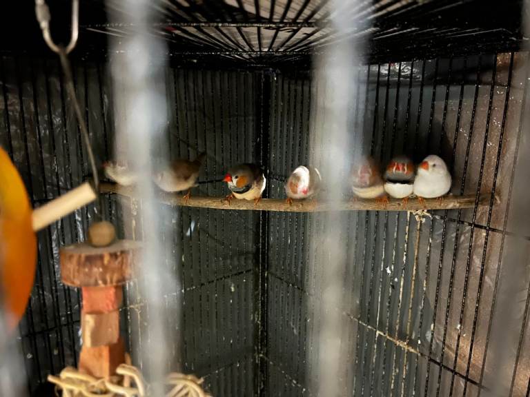 Large quadrant shaped bird cage complete with 14 finches 