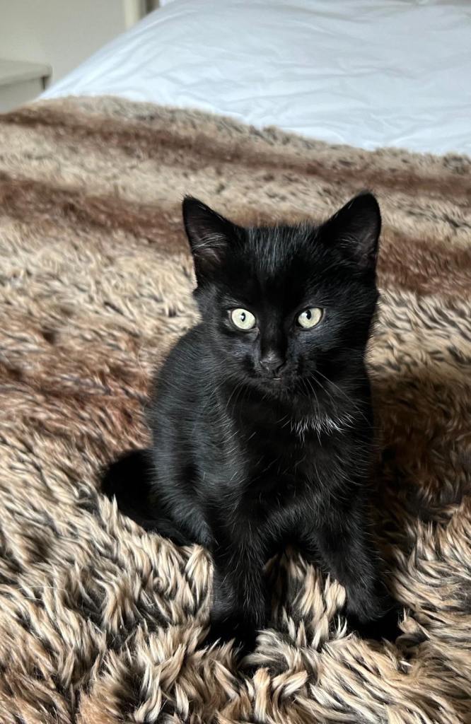 Male kitten for sale! 