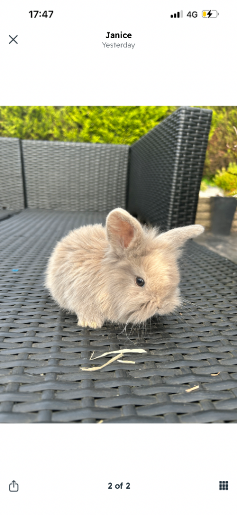 Adorable mini lop and Teddywidders bunnies