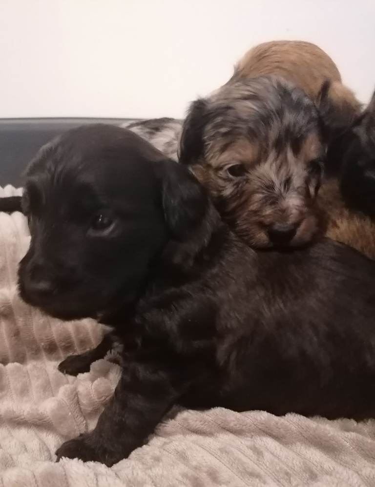 Beautiful Jackapoo puppies 