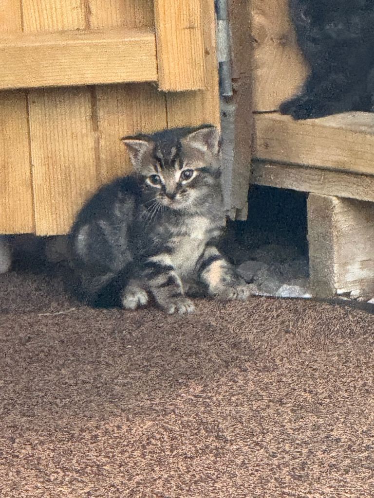Kittens for sale 