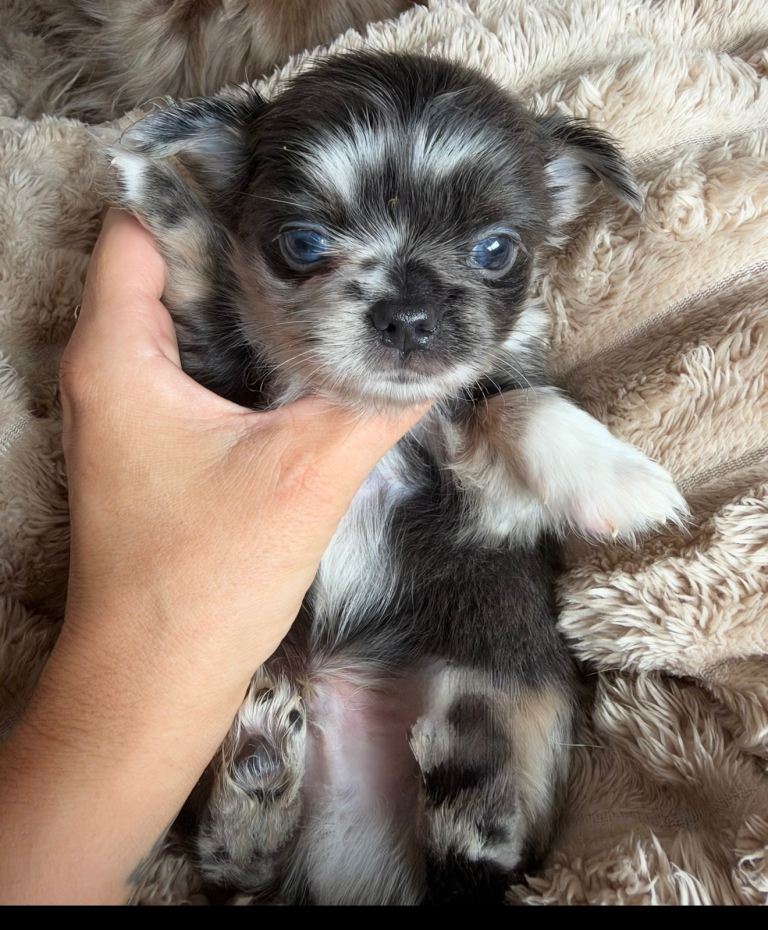 Longhair Chihuahua Puppies 