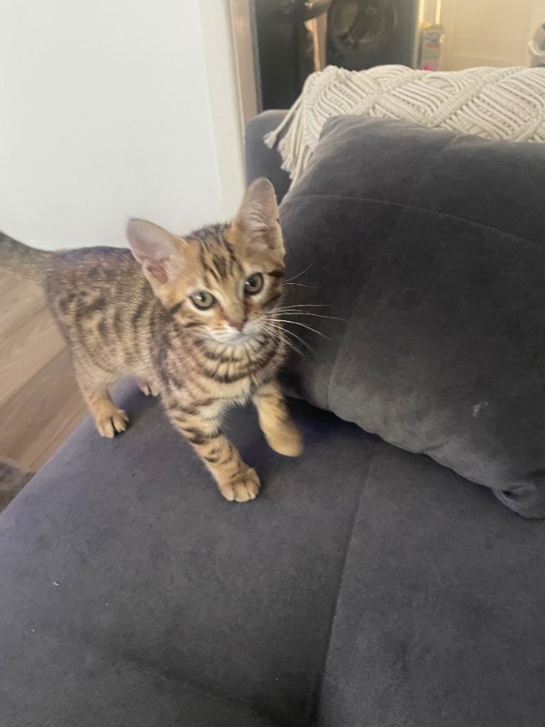 Girl bengal cat 
