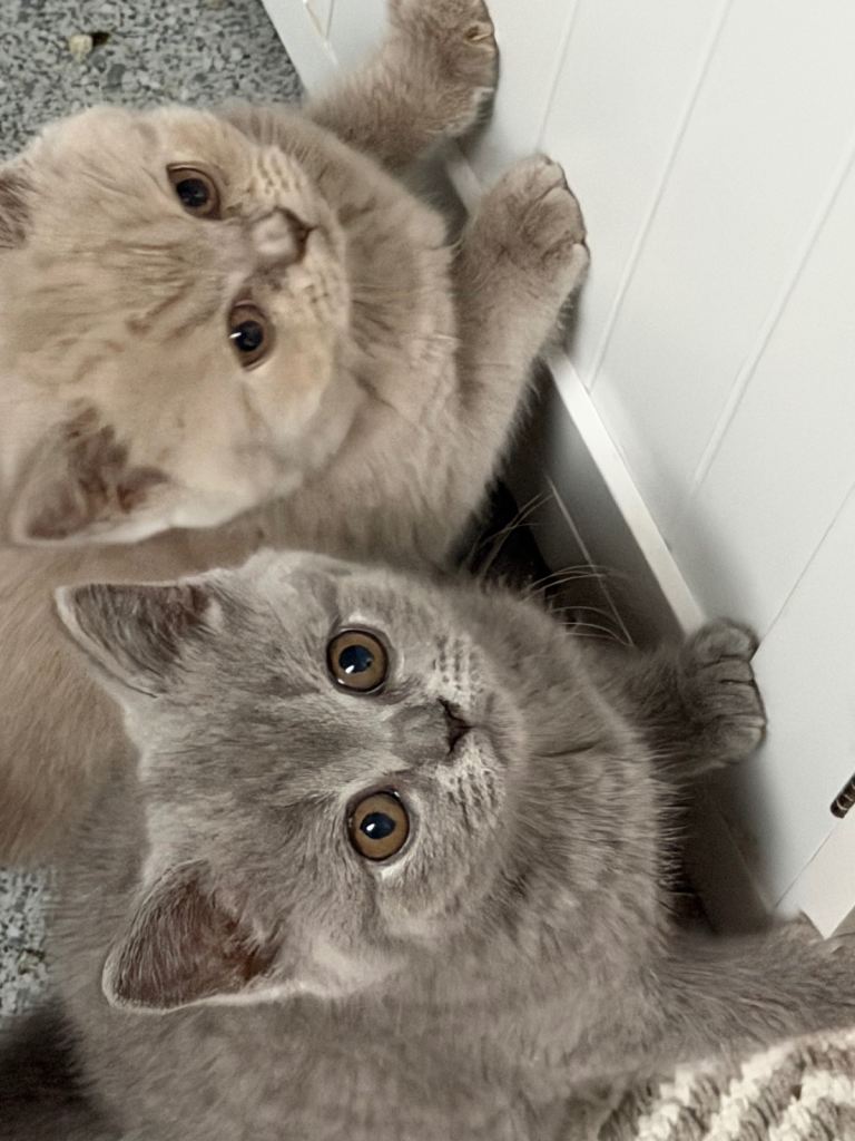 British shorthair kittens (1 lilac girl reserved)