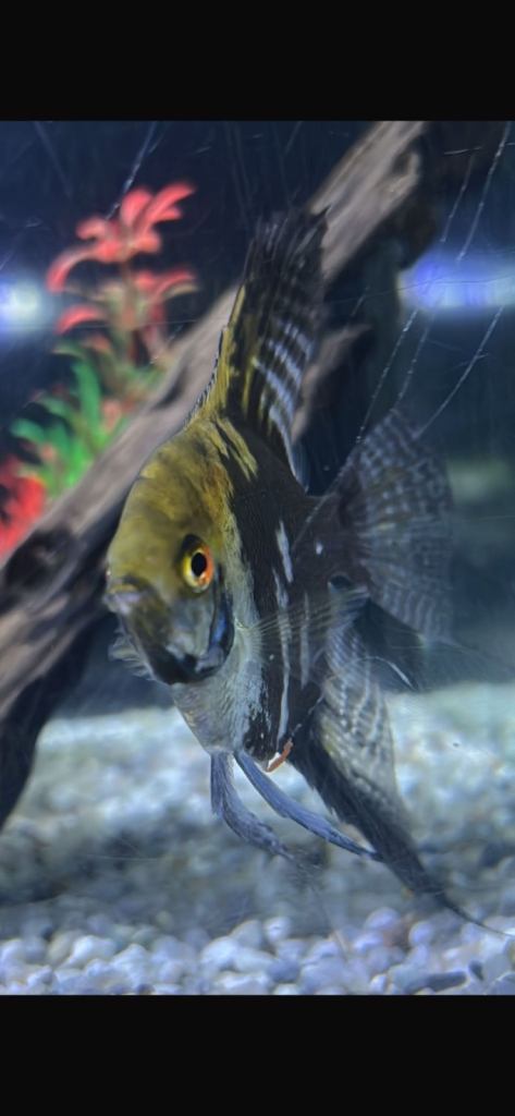 Various tropical fish for sale 