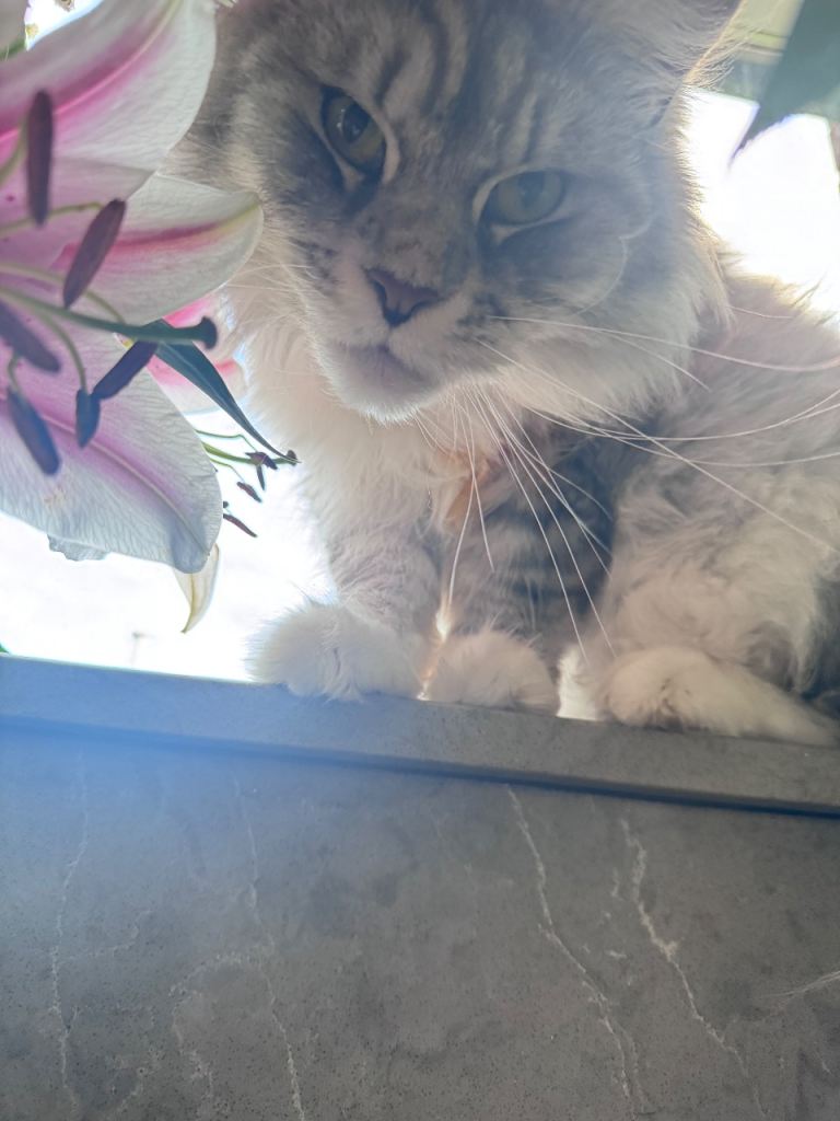  2 Maine coon females