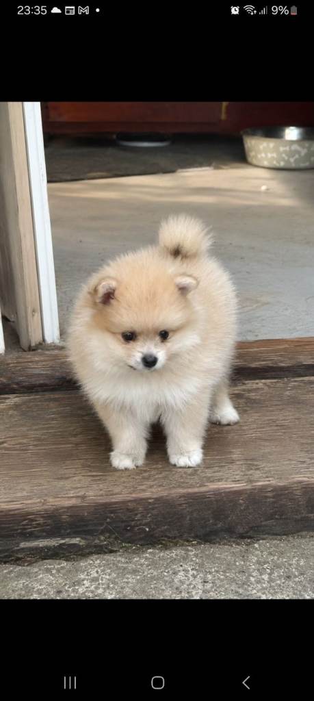 Beatiful pomeranian puppies