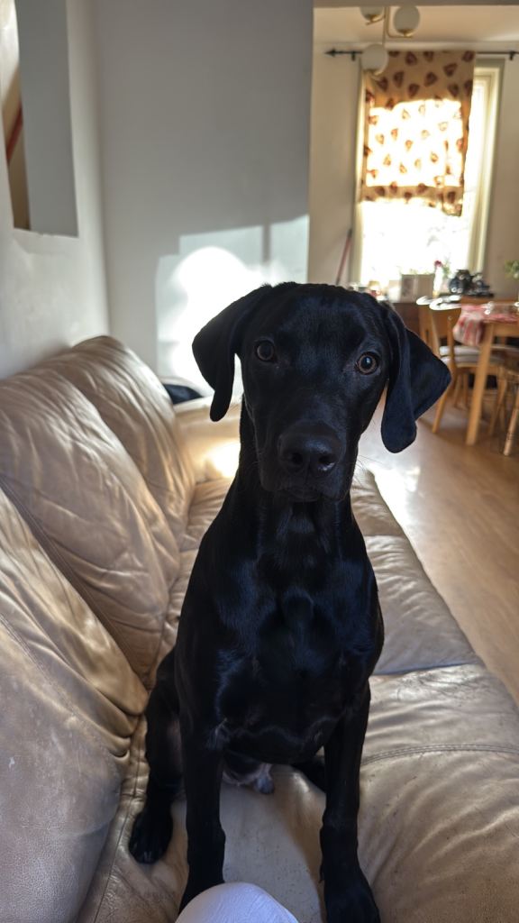 7 month old Labrador x Weimaraner for sale - £600