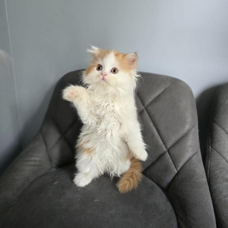 Scottish Straight Kittens