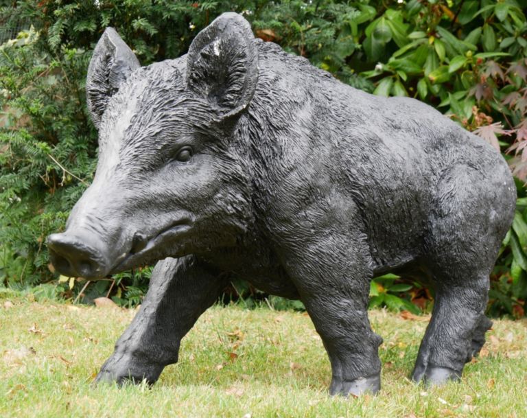 Boar