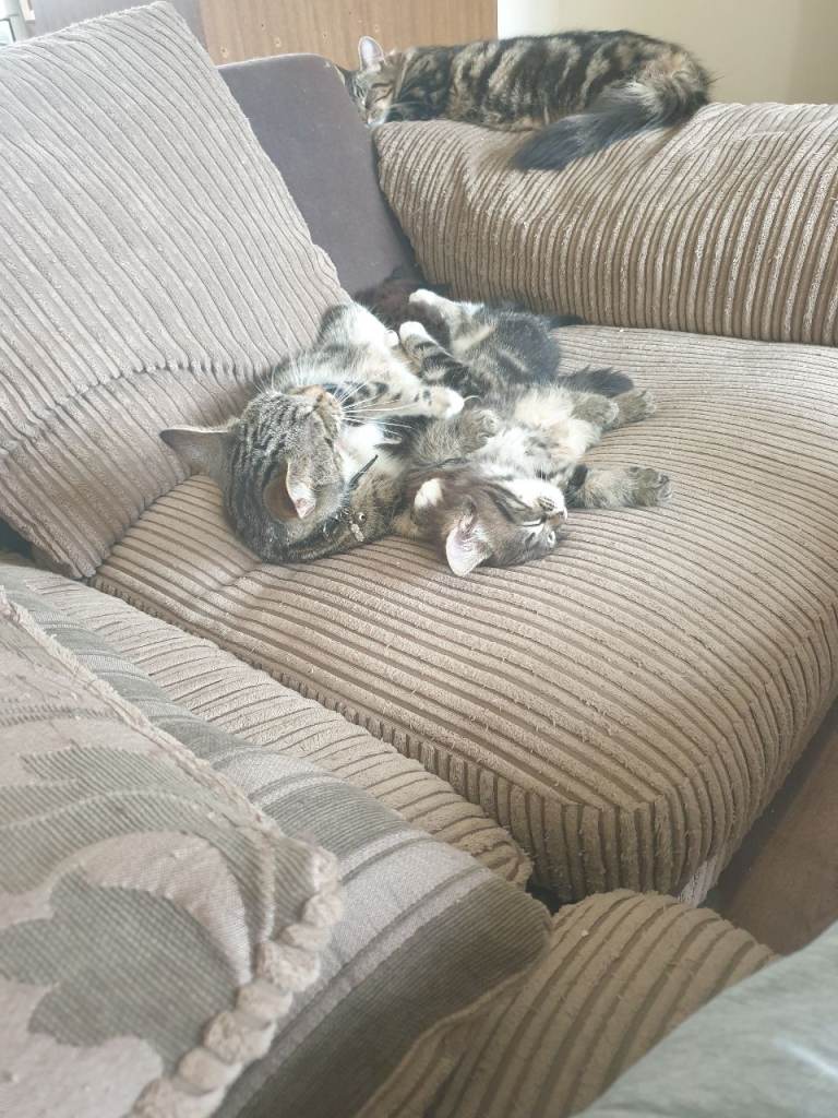 3 kittens, update 30th march 26 