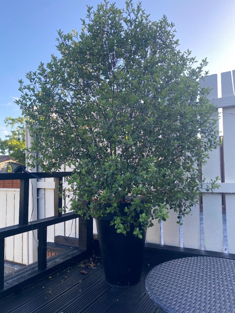 Large tall tree bush 