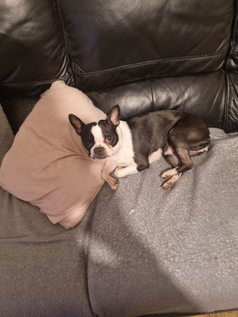 Boston terrier girl 9 months old