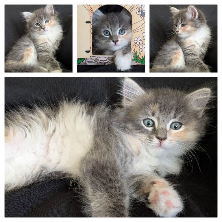 A rare cross Siberian/Ragdoll Kittens