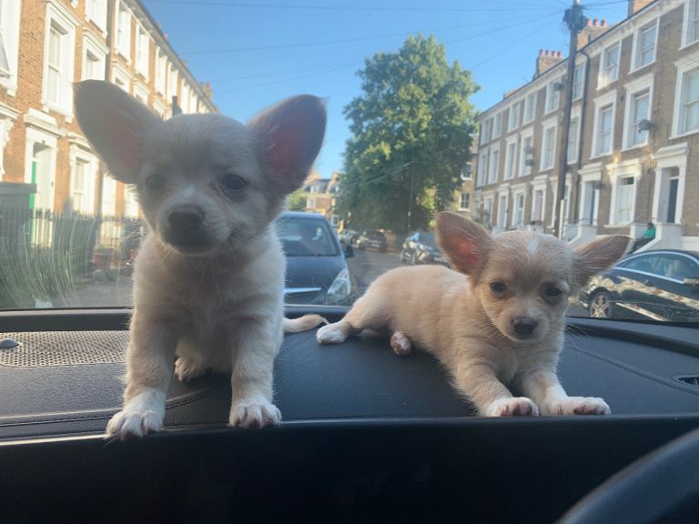 💞Only 2 available 💞Chihuahuas - Brixton - negotiable- video call for proof. 