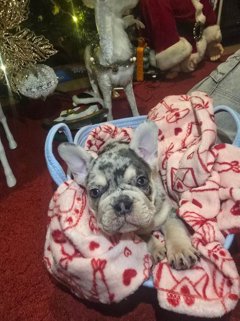 French bulldog Puppy 😍