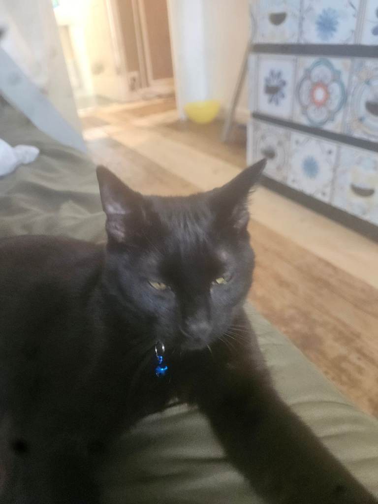 Beautiful male cat for sale 