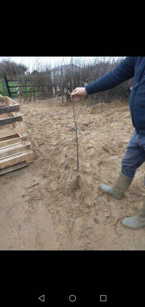 Bareroot Apple Trees