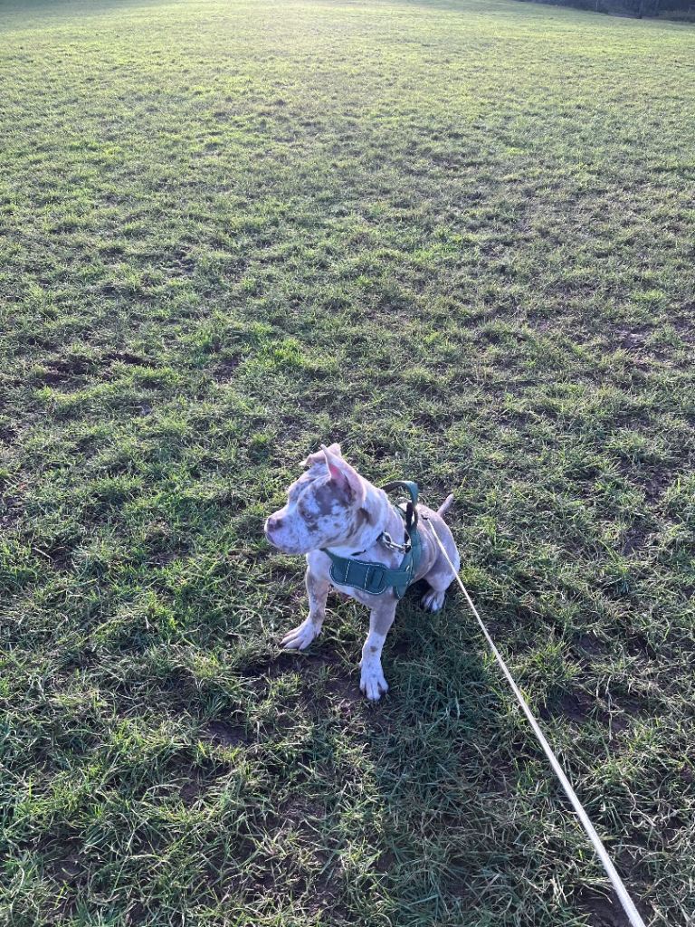 Male standard x pocket bully