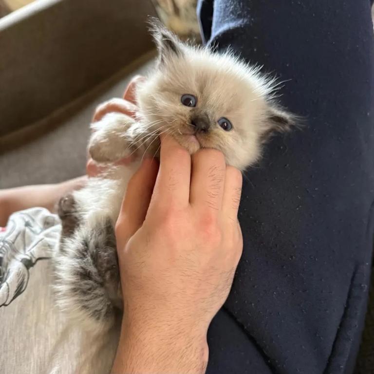 ragdoll kitten 