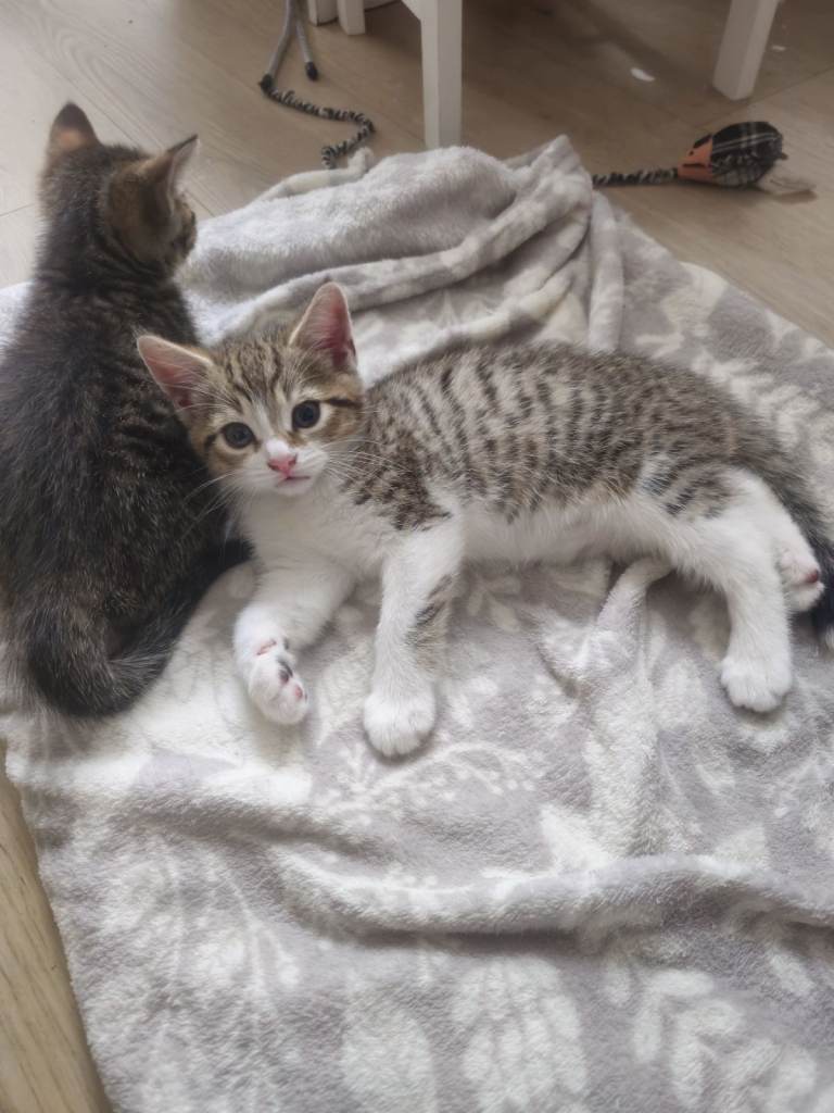 Beautiful Mum Cat & Two Female Kittens Looking for Loving Homes 🐾