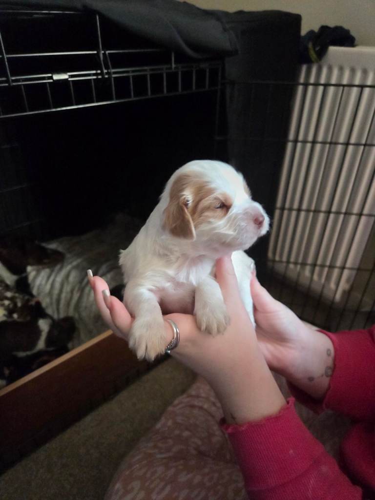 Beautiful cocker spaniels 