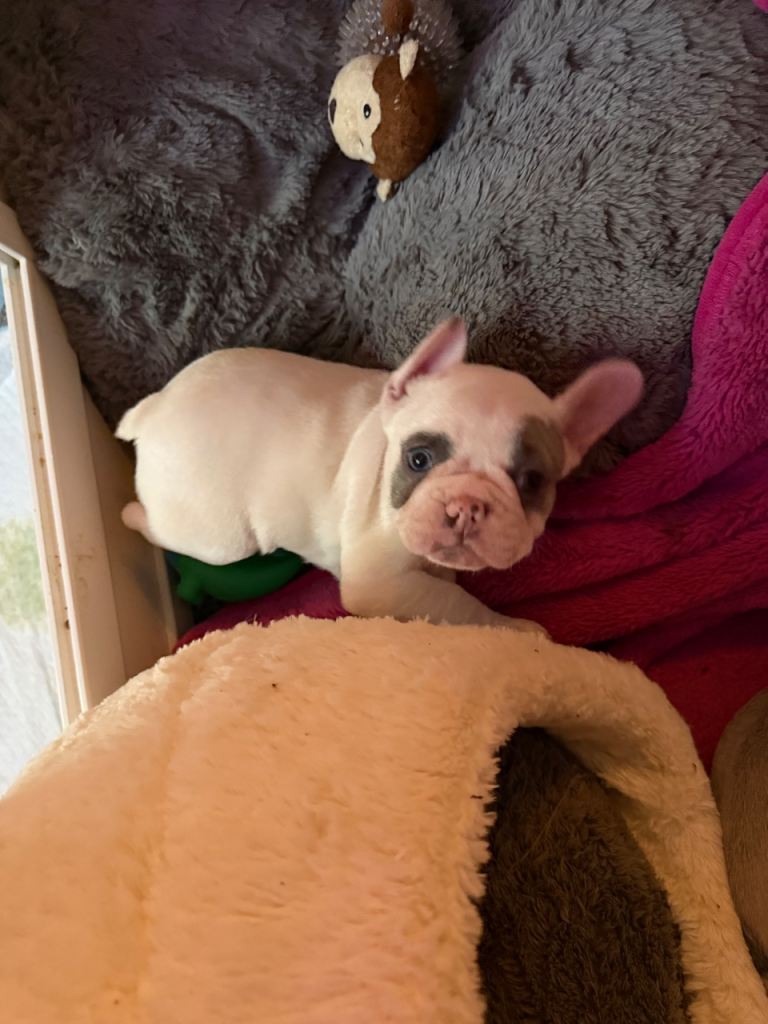 French Bull puppies 