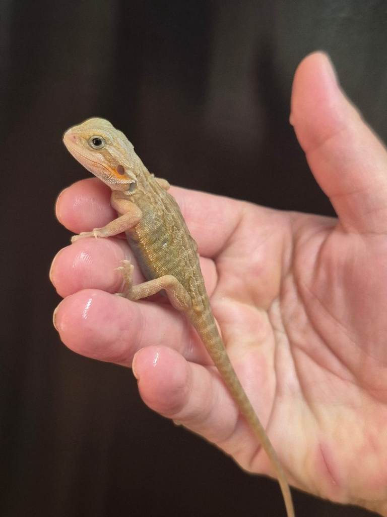 Bearded dragon 