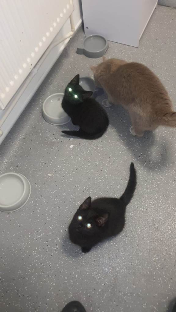 2 black cats