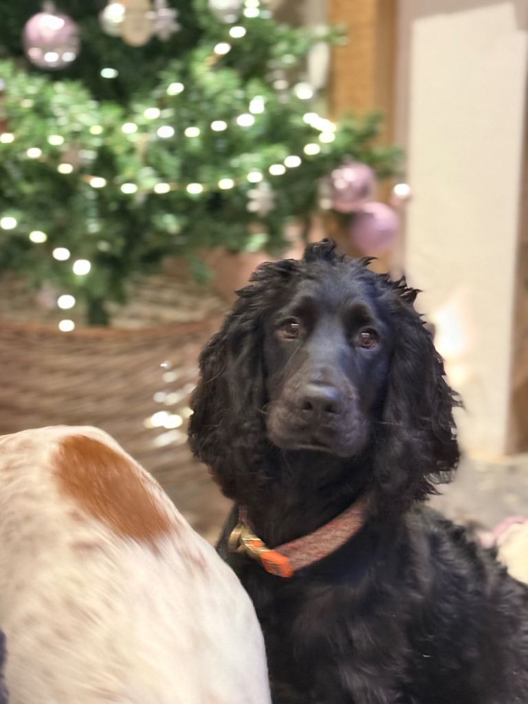Year old male cocker spaniel 