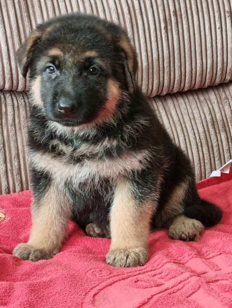german shepherd pups