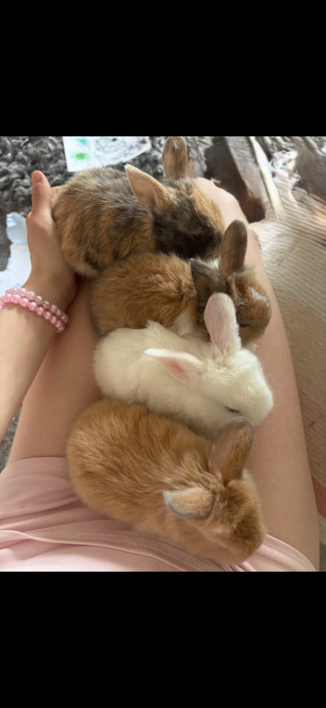 Rabbits 
