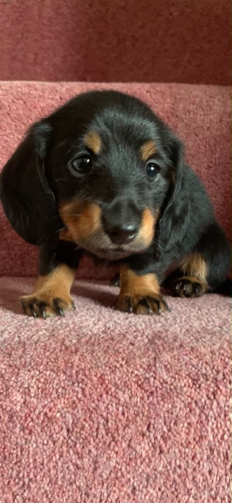 KC registered long haired miniature dachshund puppies 