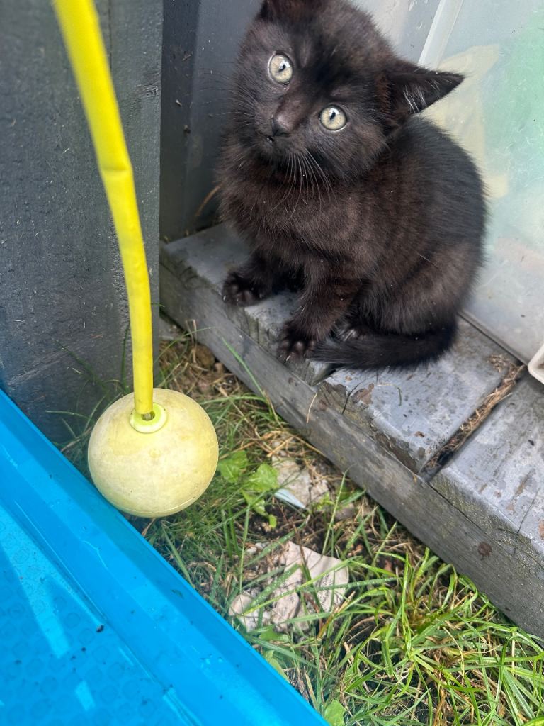 Female kitten 