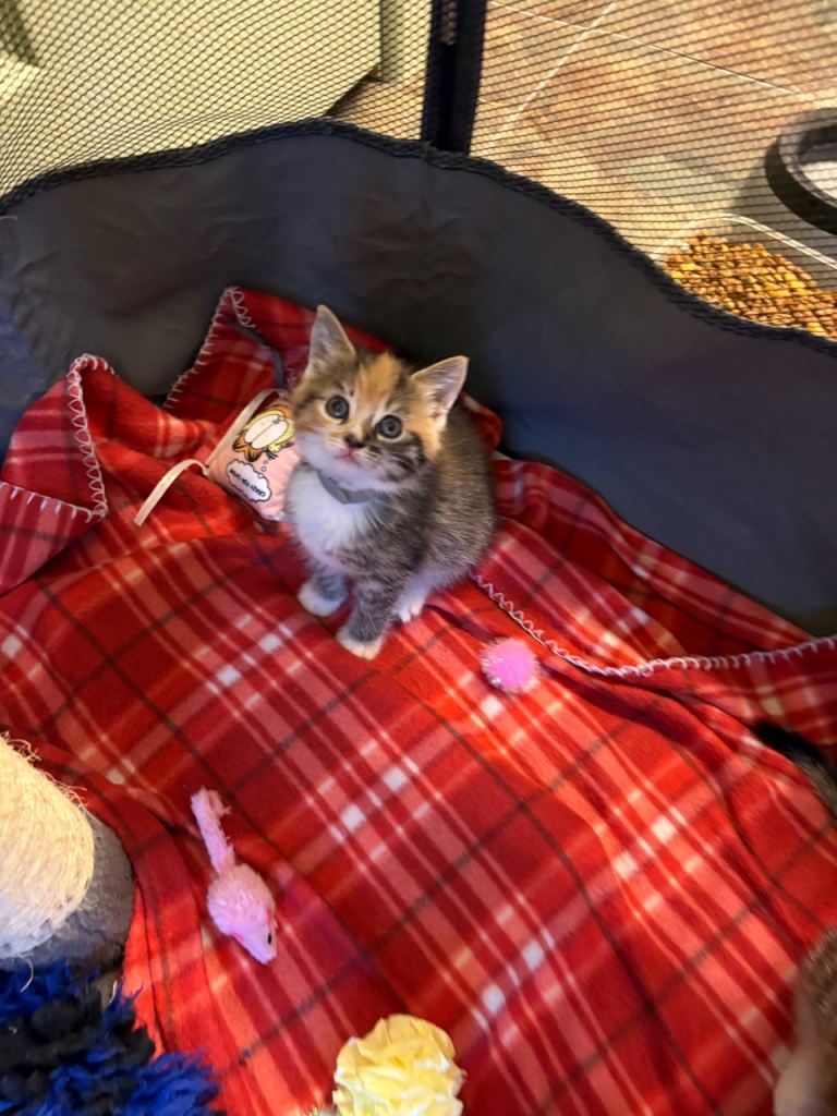 Beautiful kittens 