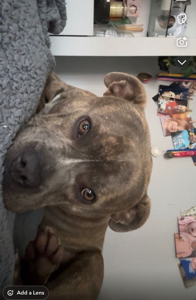 Staffordshire bull terrier pup Tyson