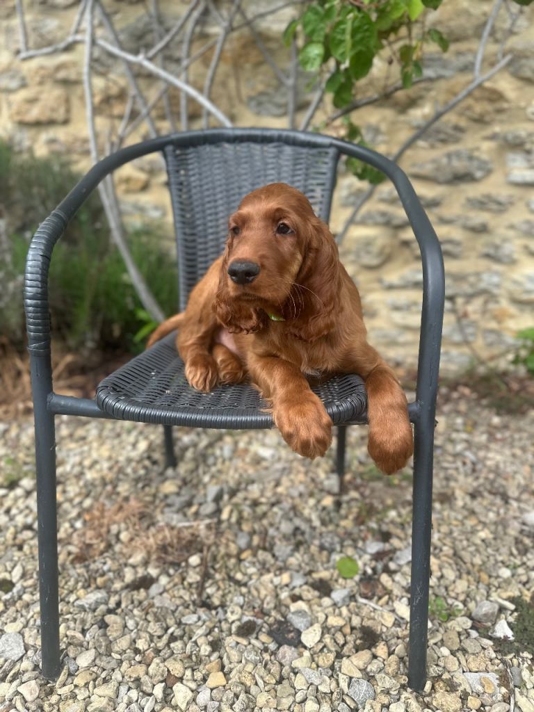 Irish Setter Puppies Ready Now KC Registered 🩷🩵