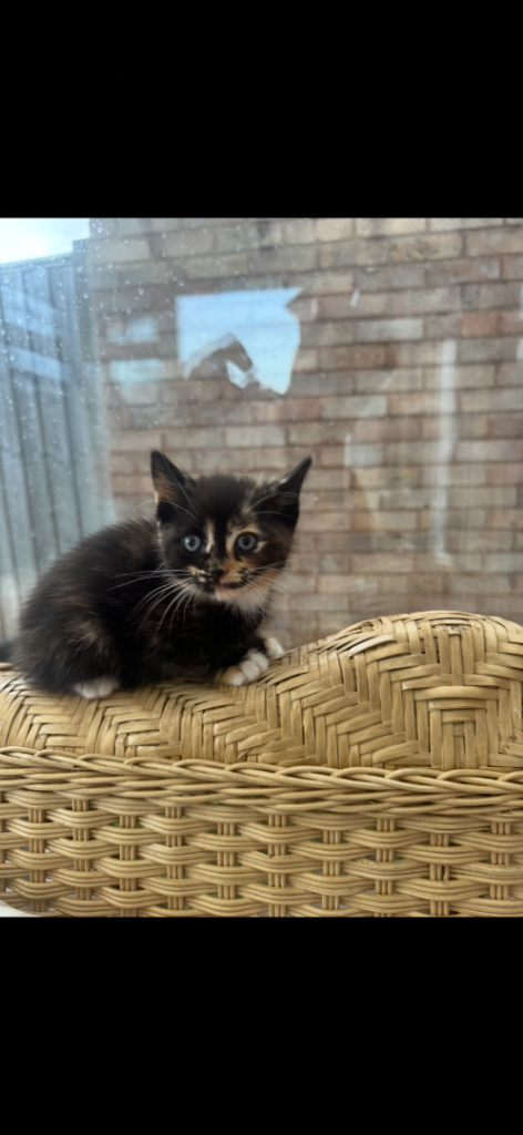 Kitten